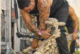 Winchelsea FNC Speed Shearing