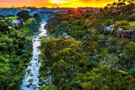 Geelong urban forest