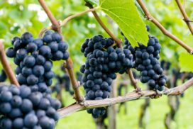 Geelong Pinot Affair