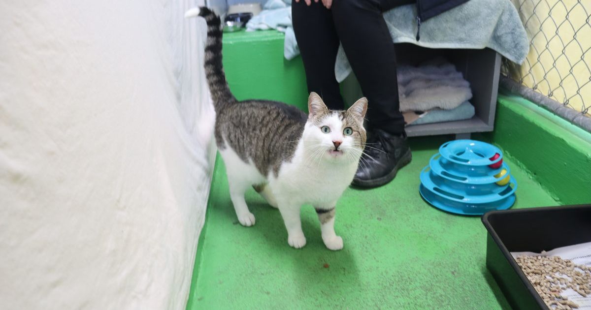 Adopt Big Poppa GAWS