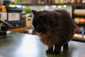 Geelong nursery cat