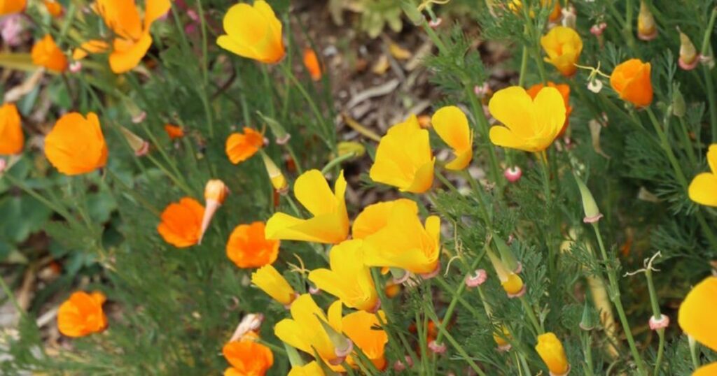 Creswick open gardens
