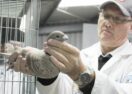 Ballarat pigeon show
