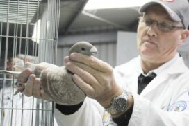 Ballarat pigeon show