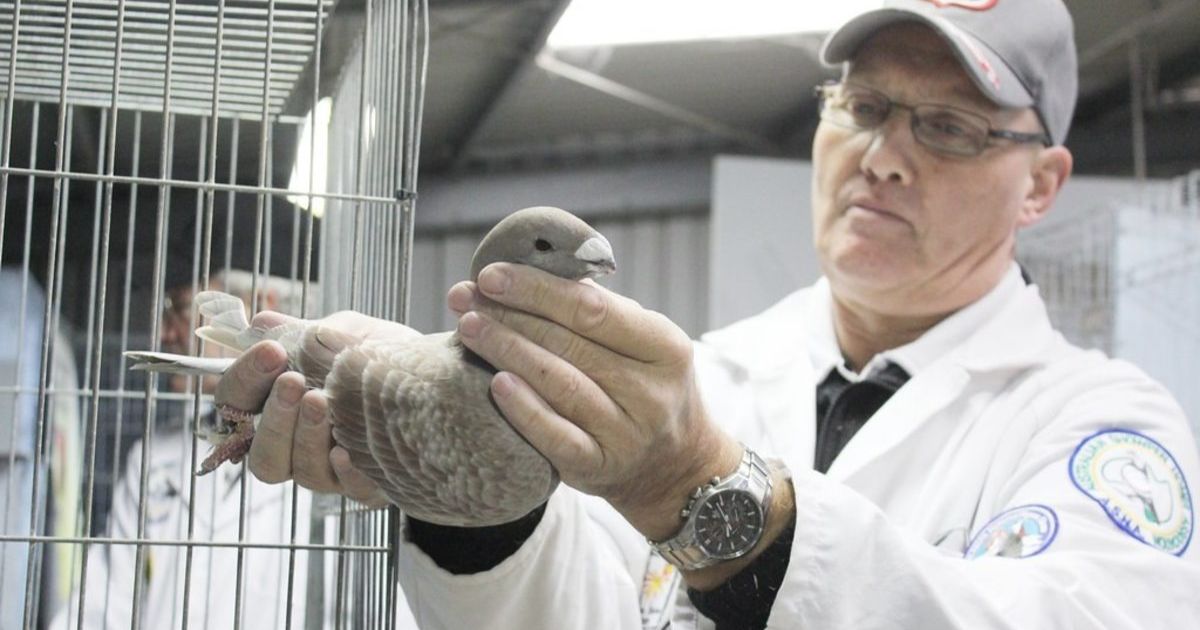 Ballarat pigeon show