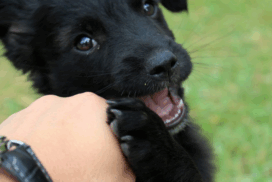 Pet Custody Law