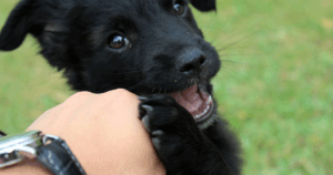 Pet Custody Law