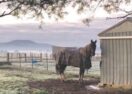 Horse rug laundry Ballarat