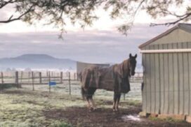 Horse rug laundry Ballarat