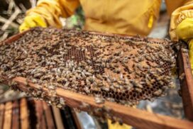 Varroa Mite Treatment