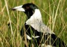 Bird interactions with litter study