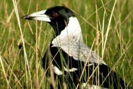 Bird interactions with litter study