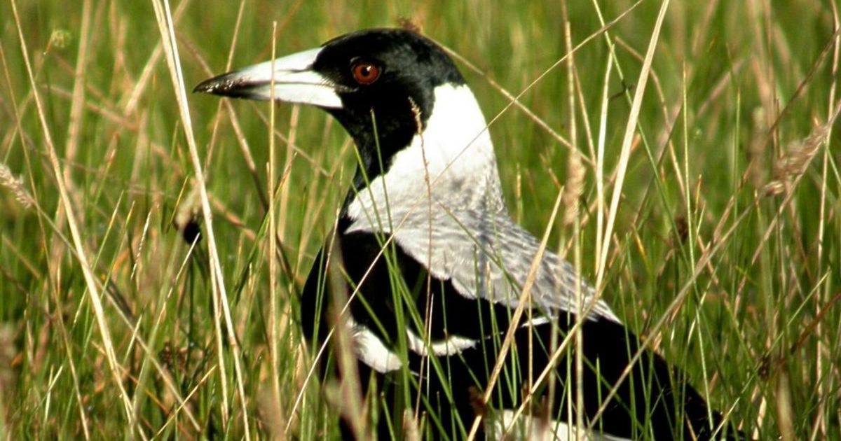 Bird interactions with litter study
