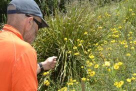 Ballarat Nature Stewards