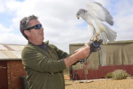 Falconry school Australia