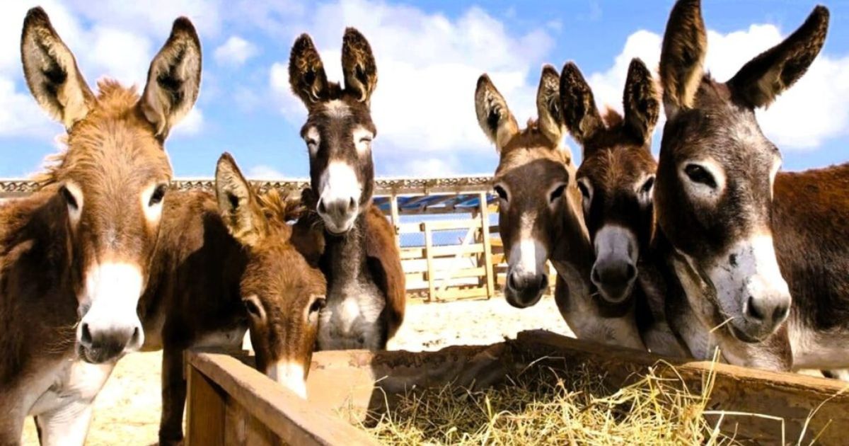 Animal Welfare Australia