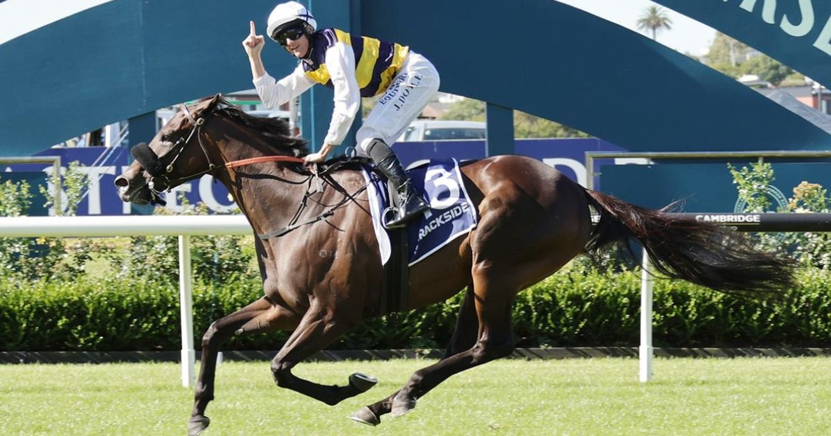 Paradise Storm Auckland Cup