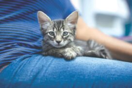 Ballarat cat foster care