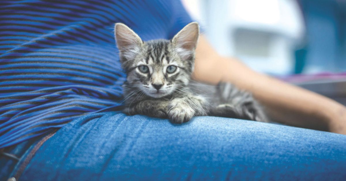 Ballarat cat foster care