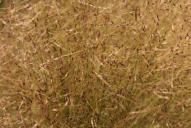 Prevent Serrated Tussock