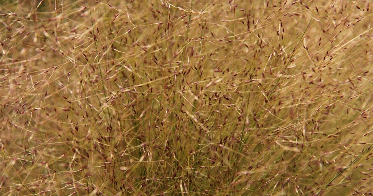 Prevent Serrated Tussock