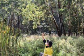 Yarra gum conservation