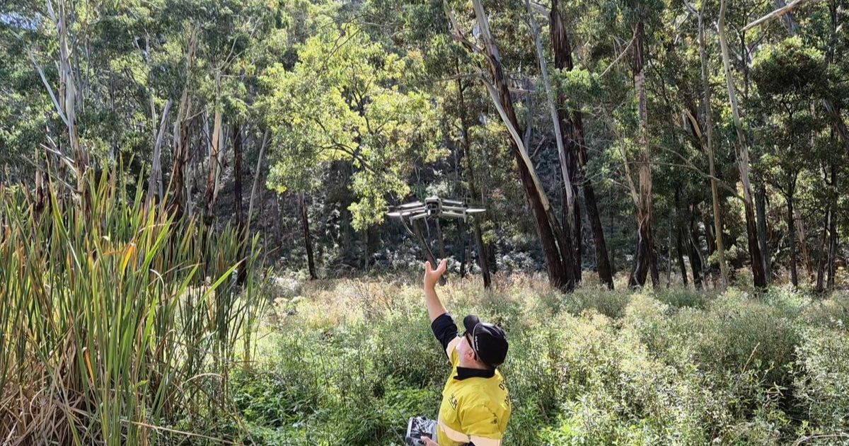 Yarra gum conservation