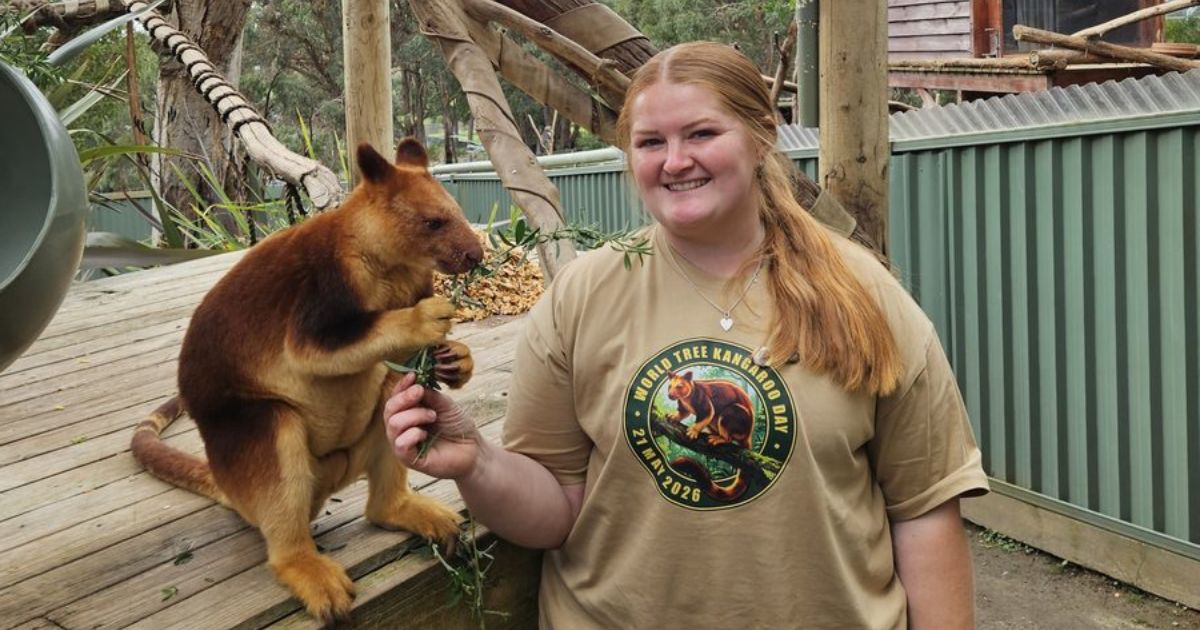 Tree kangaroo conservation