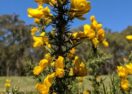 Community gorse control