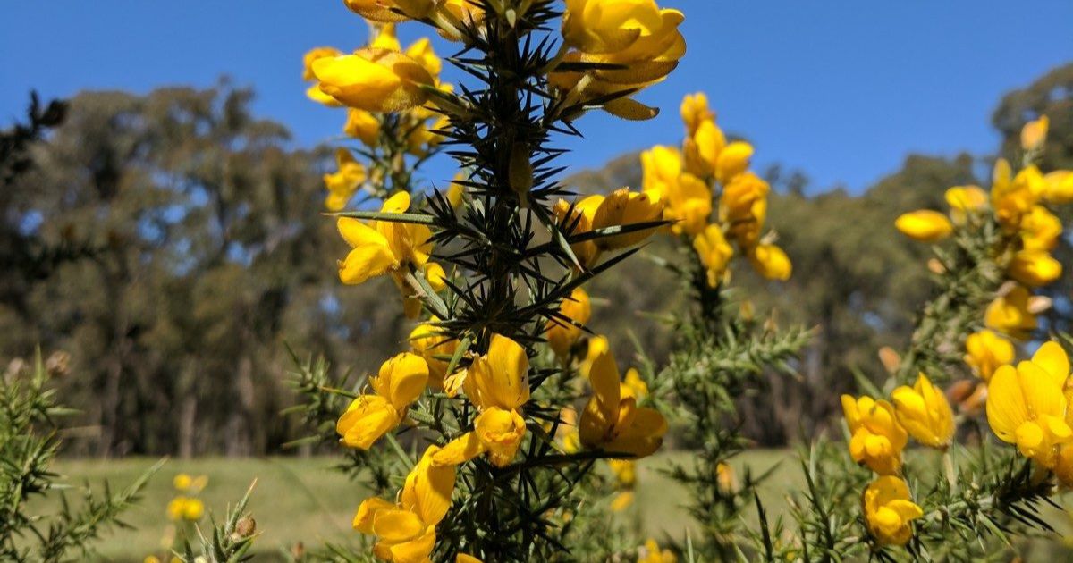 Community gorse control