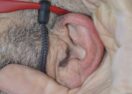 free hearing checks