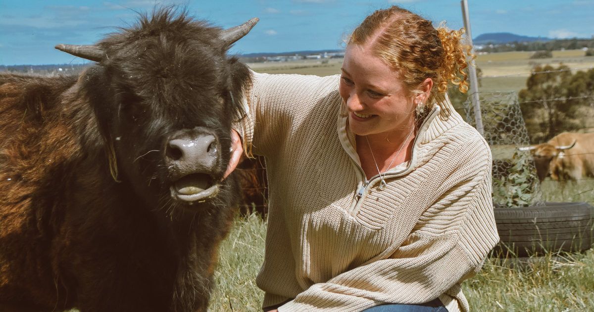 Cuddle a Cow