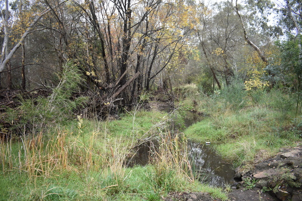 Works to reduce woody weeds and reduce debris have begun along McIvor Creek to reduce flood risk within the township and enhance long-term environmental outcomes. Photo: Sandra James.