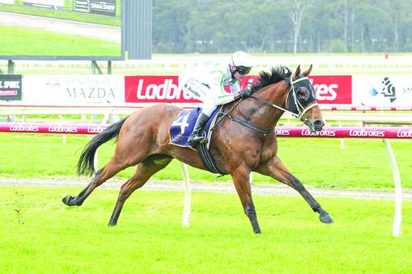 Scoobartie, ridden by Brad Rawiller, wins the Cathcart Smash Repairs Maiden Plate at Bendigo on 25 June. Photo: Brett Holburt/Racing Photos.